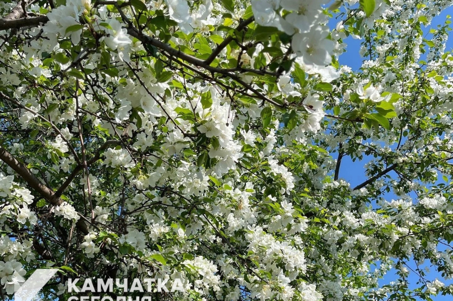 Фруктовый сад заложен на Камчатке. . Фотография 1
