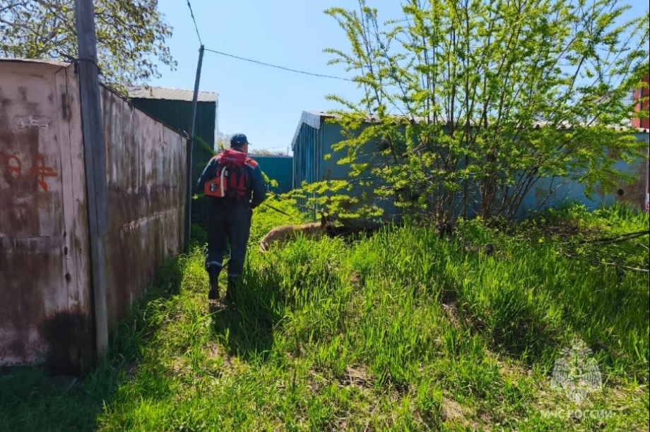 МЧС продолжает поиск пропавшей пенсионерки. ГУ МЧС по Камчатскому краю